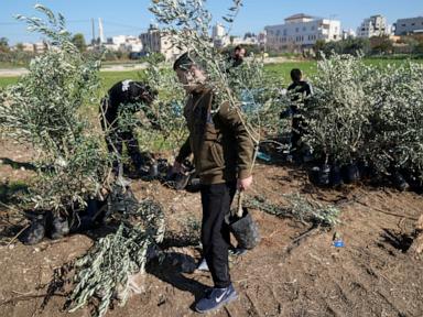 Palestinians dedicate West Bank olive grove to Jimmy Carter