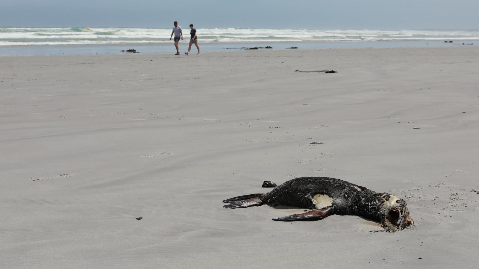 Scientists in South Africa say they have identified the first known outbreak of rabies in seals