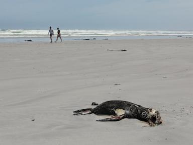 Scientists say they have identified the first known outbreak of rabies in seals