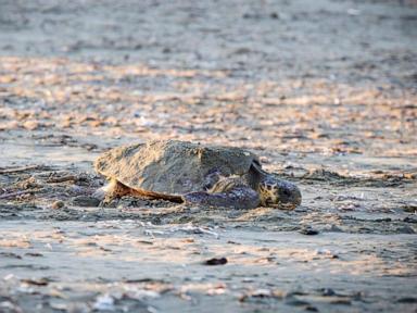 Sea turtles make big comeback on sandy beaches at 2 British military bases in Cyprus