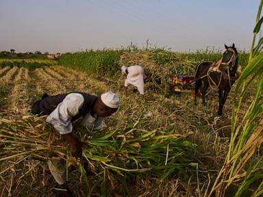 Sudan was already at war and hungry. Now its farmers are hit by another conflict