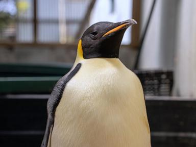 First emperor penguin known to reach Australia found on tourist beach