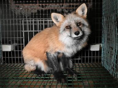 Activists release images of foxes at Finnish fur farms to push EU to ban the trade