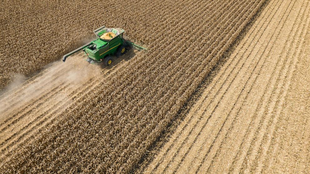 PHOTO: A combine tractor harvests corn in Leland, Miss., Aug. 16, 2022. 