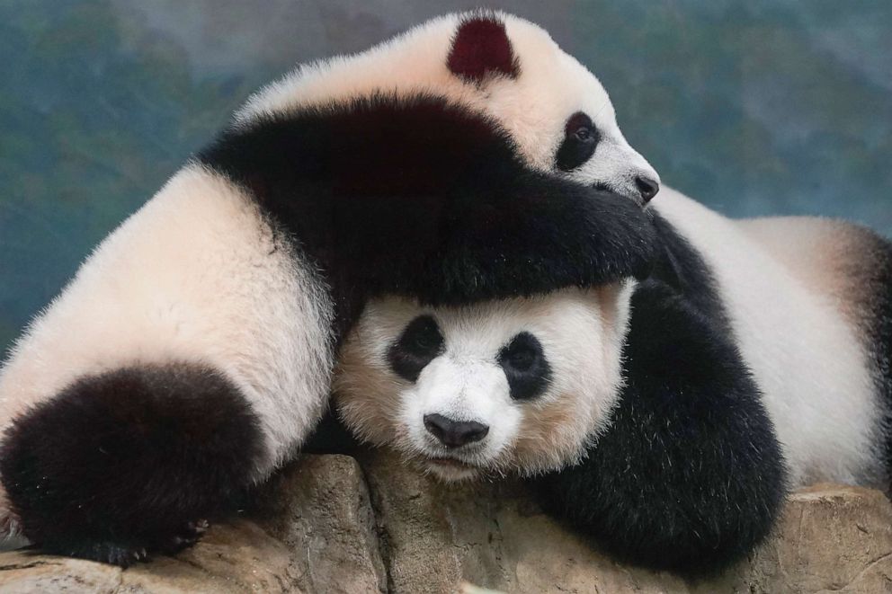 PHOTO:Giant Panda Xiao Qi Ji, left, celebrates his 9-month birthday with his mother Mei Xiang, 22 years of age, as visitors make their return to the Smithsonian National Zoo on May 21, 2021 in Washington.