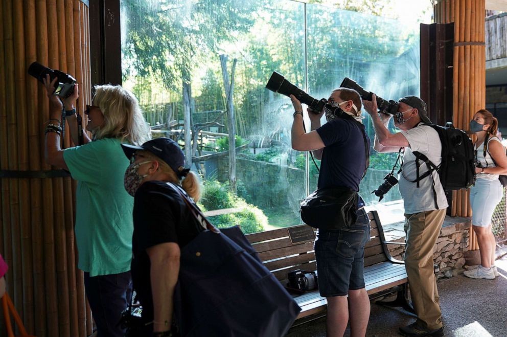 PHOTO: Panda enthusiasts point their cameras into the trees in an attempt to photograph panda cub Xiao Qi Ji on reopening day of Smithsonian's National Zoo in Washington, D.C., May 21, 2021.