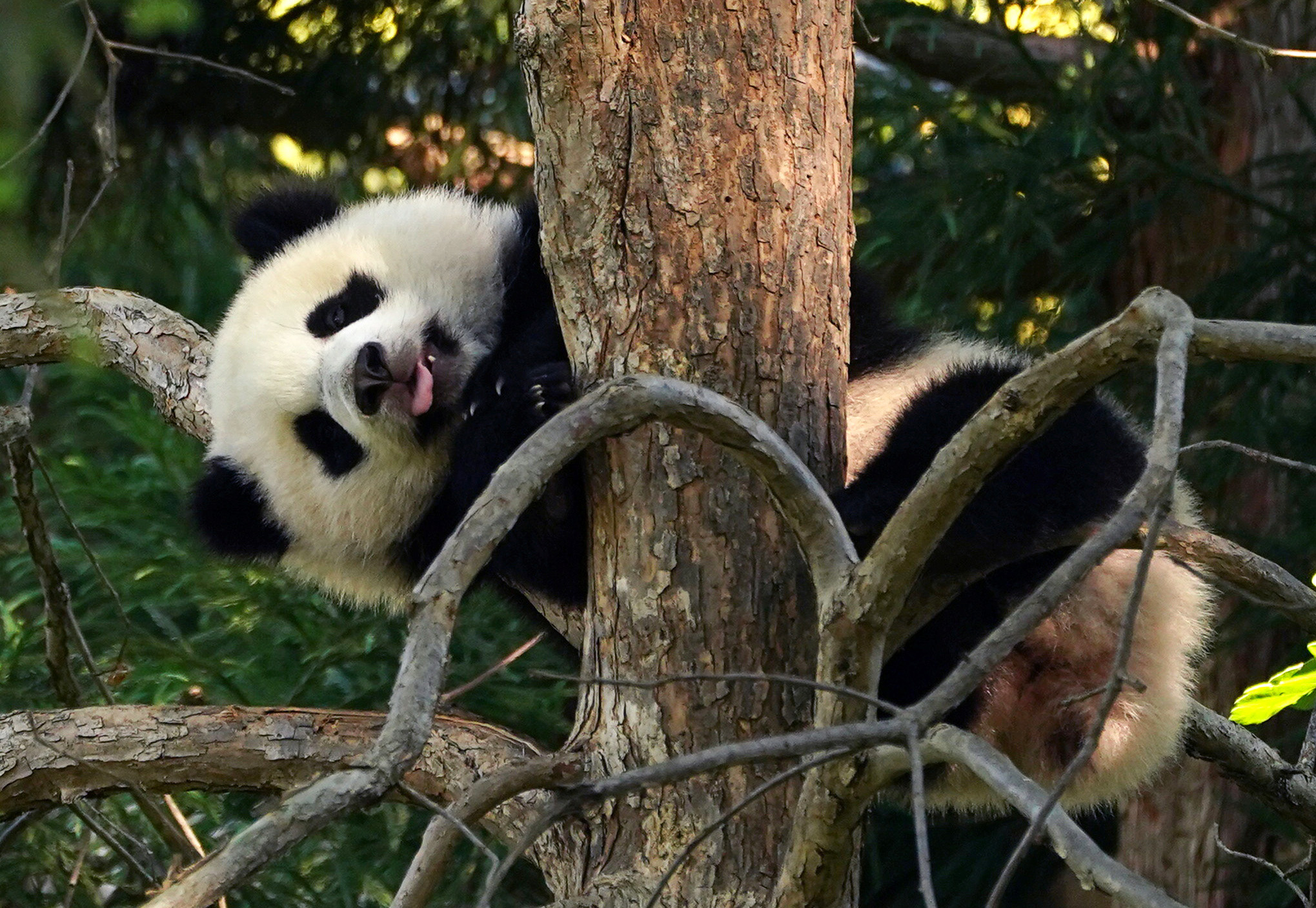 PHOTO: Panda cub Xiao Qi Ji hangs out in a tree on the reopening morning of Smithsonian's National Zoo in Washington, D.C., May 21, 2021.