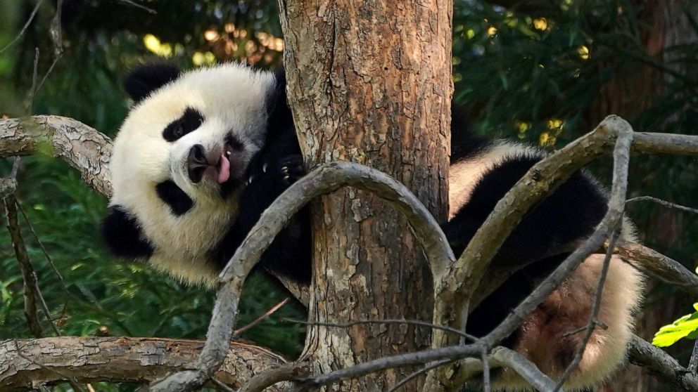 'Little Miracle' panda cub makes public debut as National Zoo reopens