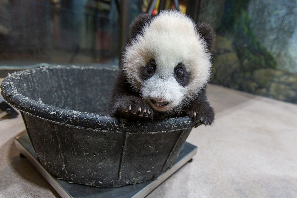 PHOTO: Now that Xiao Qi Ji is more mobile, the panda team weighs the cub in a tub. He weighed in at 18.4 pounds (8.39 kilograms) as of Jan. 6, 2021.