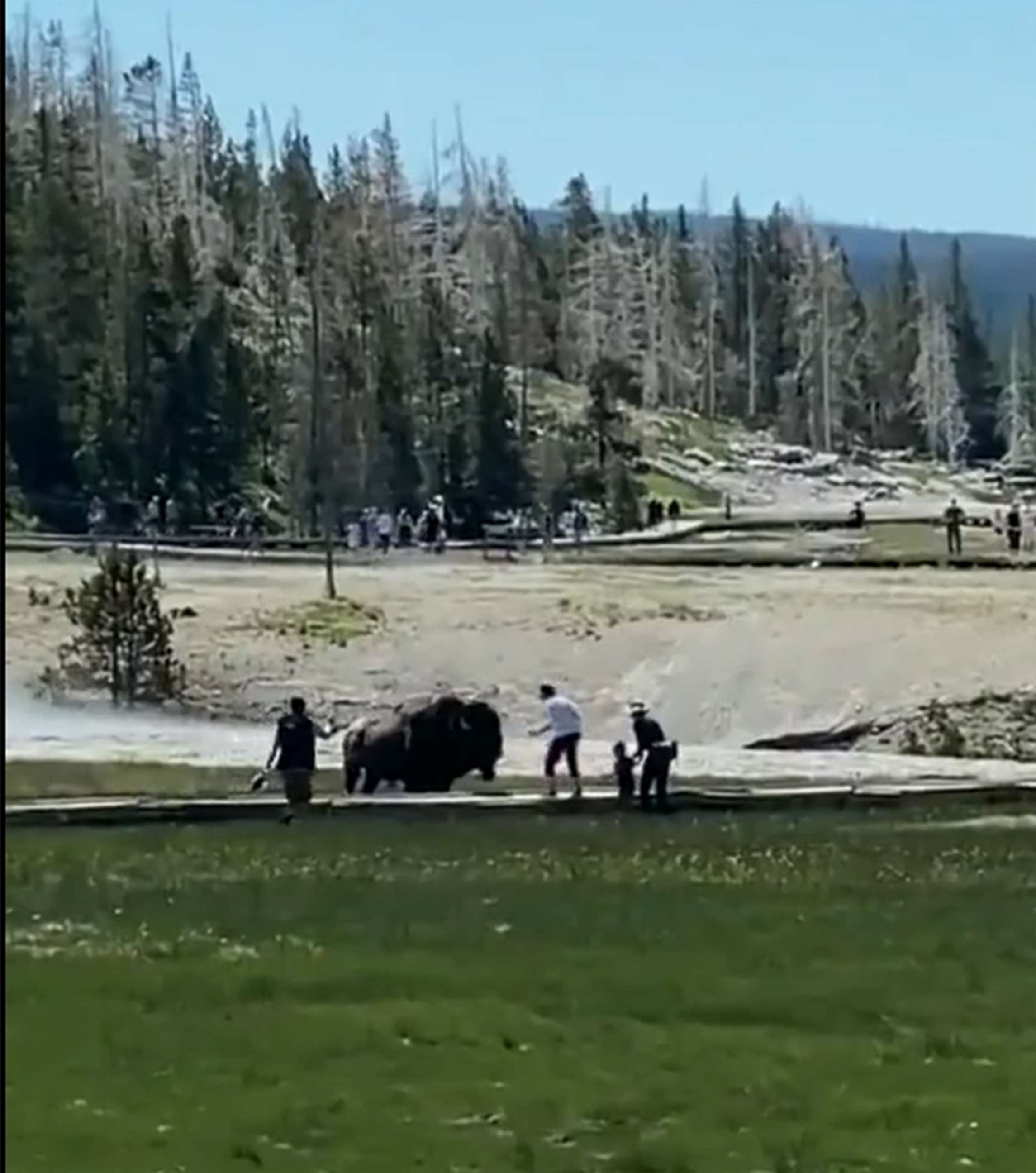 PHOTO: A still from video shows a group's encounter with a bison during which a man was gored by the animal in Yellowstone National Park, June 27, 2022.