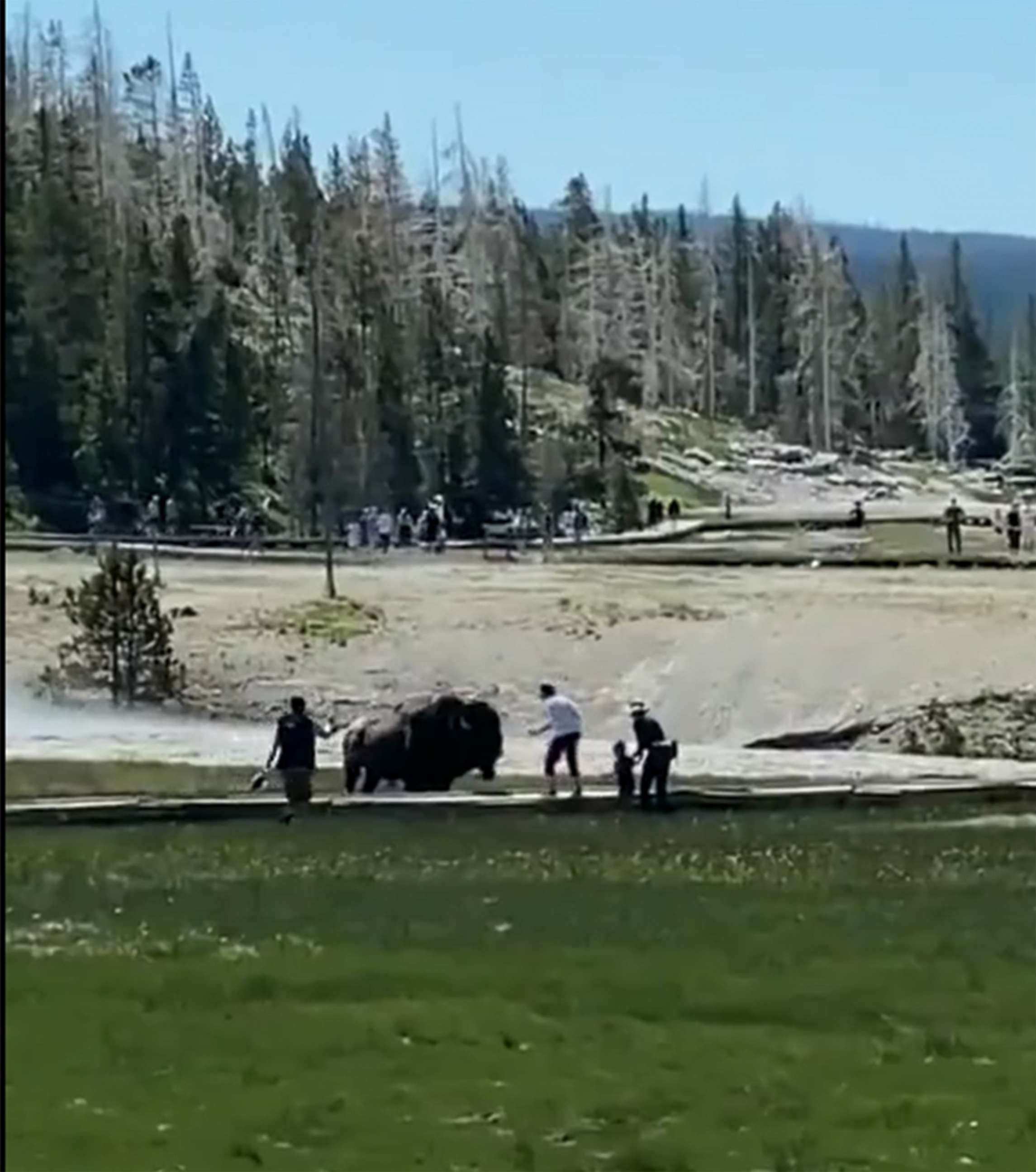 Yellowstone visitors are getting so comfortable with approaching wildlife  that park officials are asking them to stop - ABC News