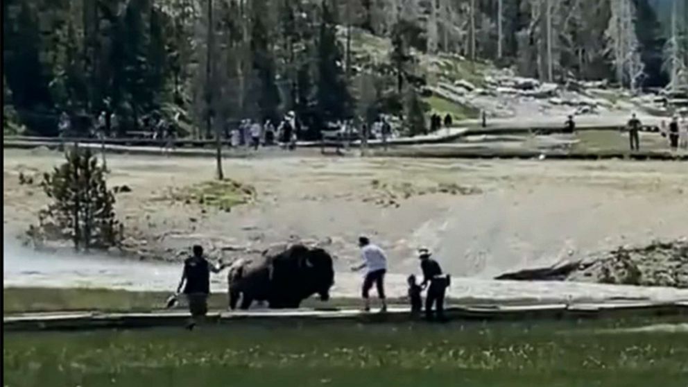 Man gored by bison at Yellowstone National Park in 2nd attack this year -  ABC News