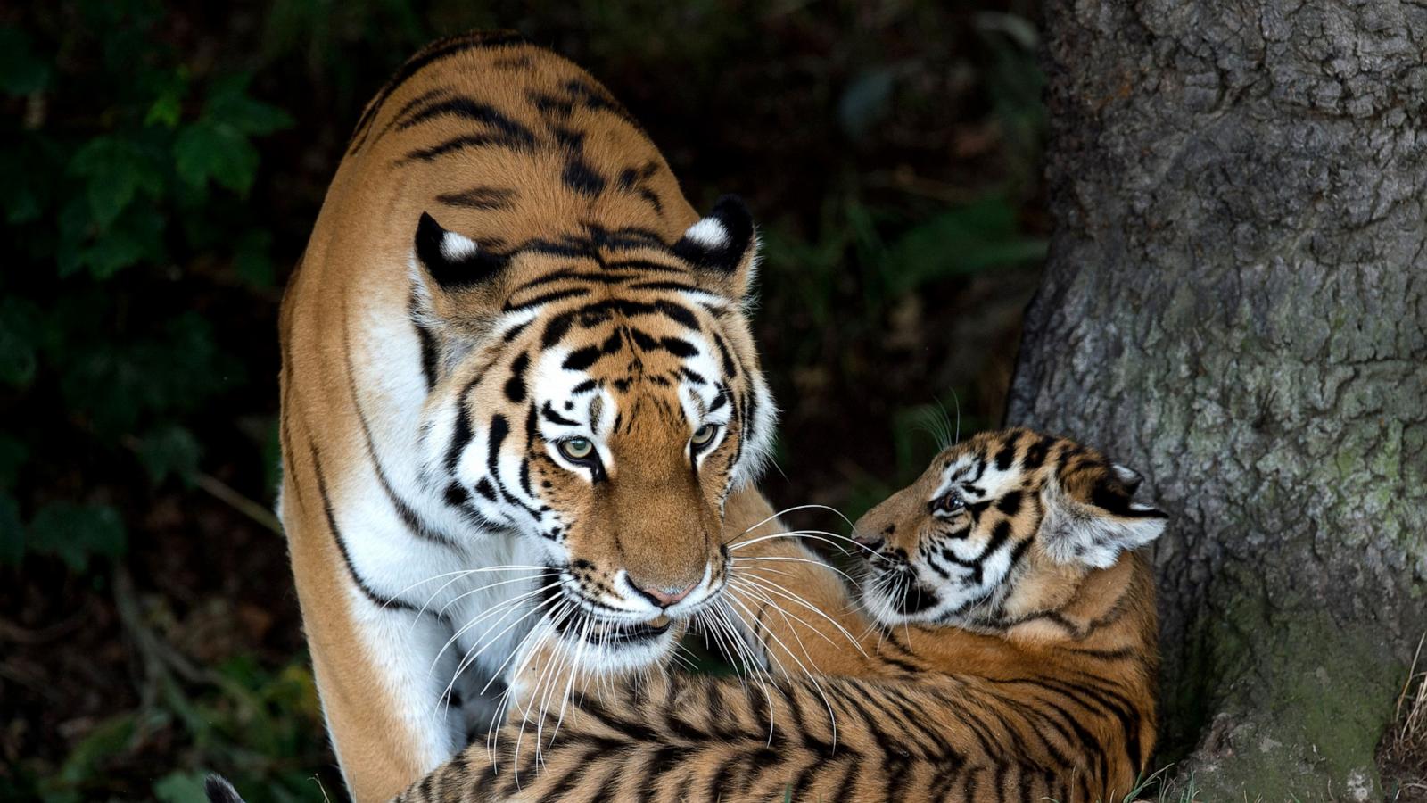 Man attacked by tiger after entering enclosure at England wildlife park