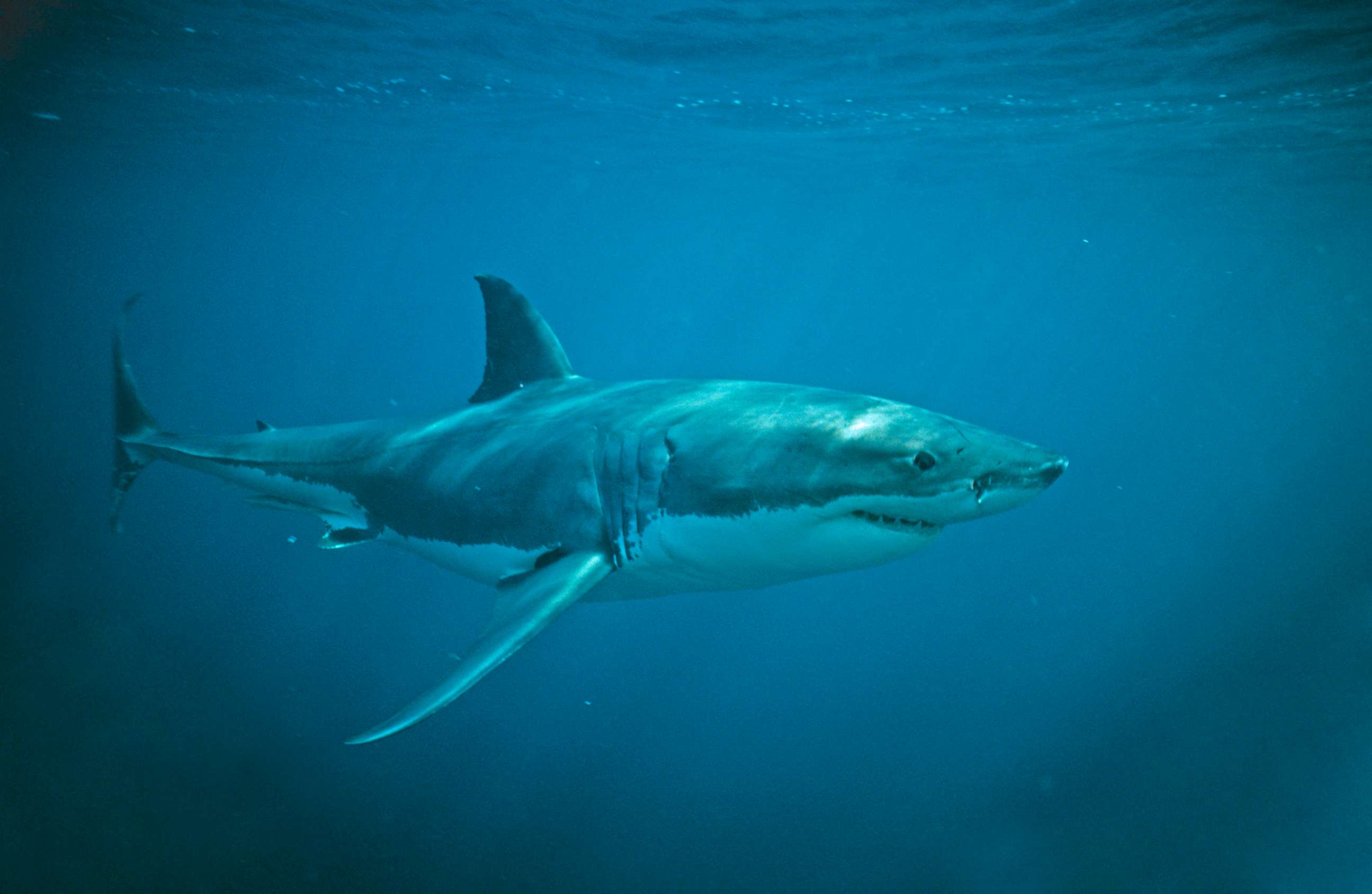 PHOTO: A young male great white shark swims near the surface off of the Neptune Islands in South Australia, in 2005.