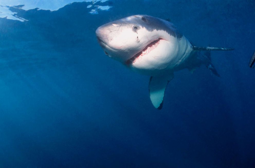 PHOTO: A young great white shark swims near the water's surface near Dyer Island in Western Australia, in 2004.