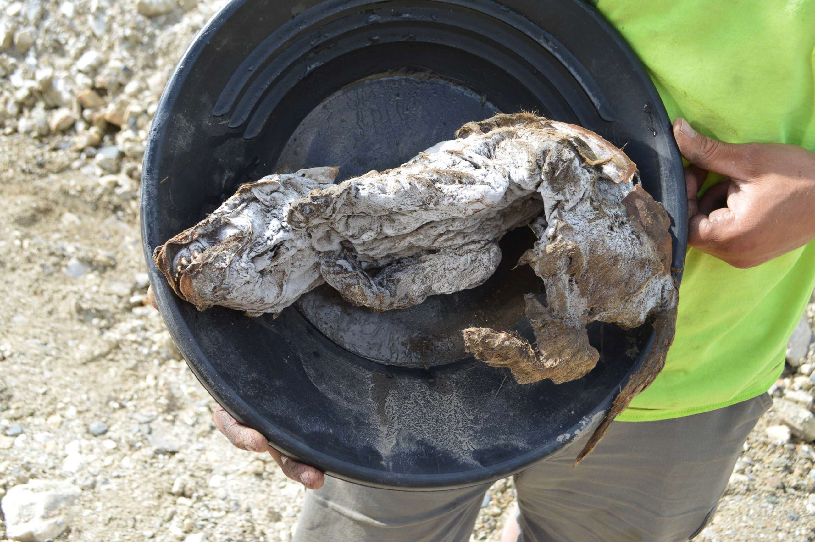 PHOTO: A perfectly preserved wolf pup was locked in permafrost for 57,000 years.