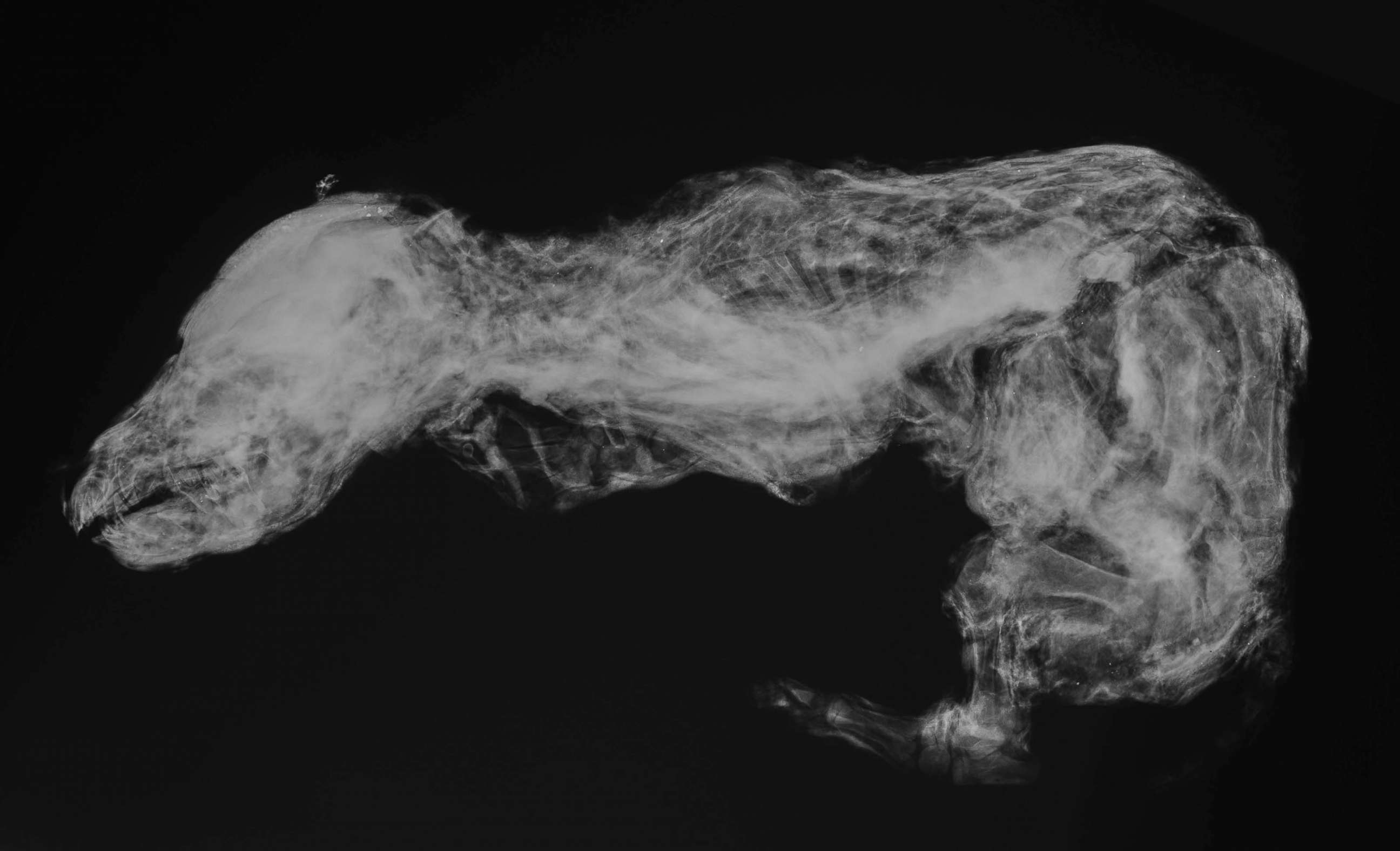 PHOTO: An x-ray view of an ancient wolf pup uncovered in Yukon permafrost.