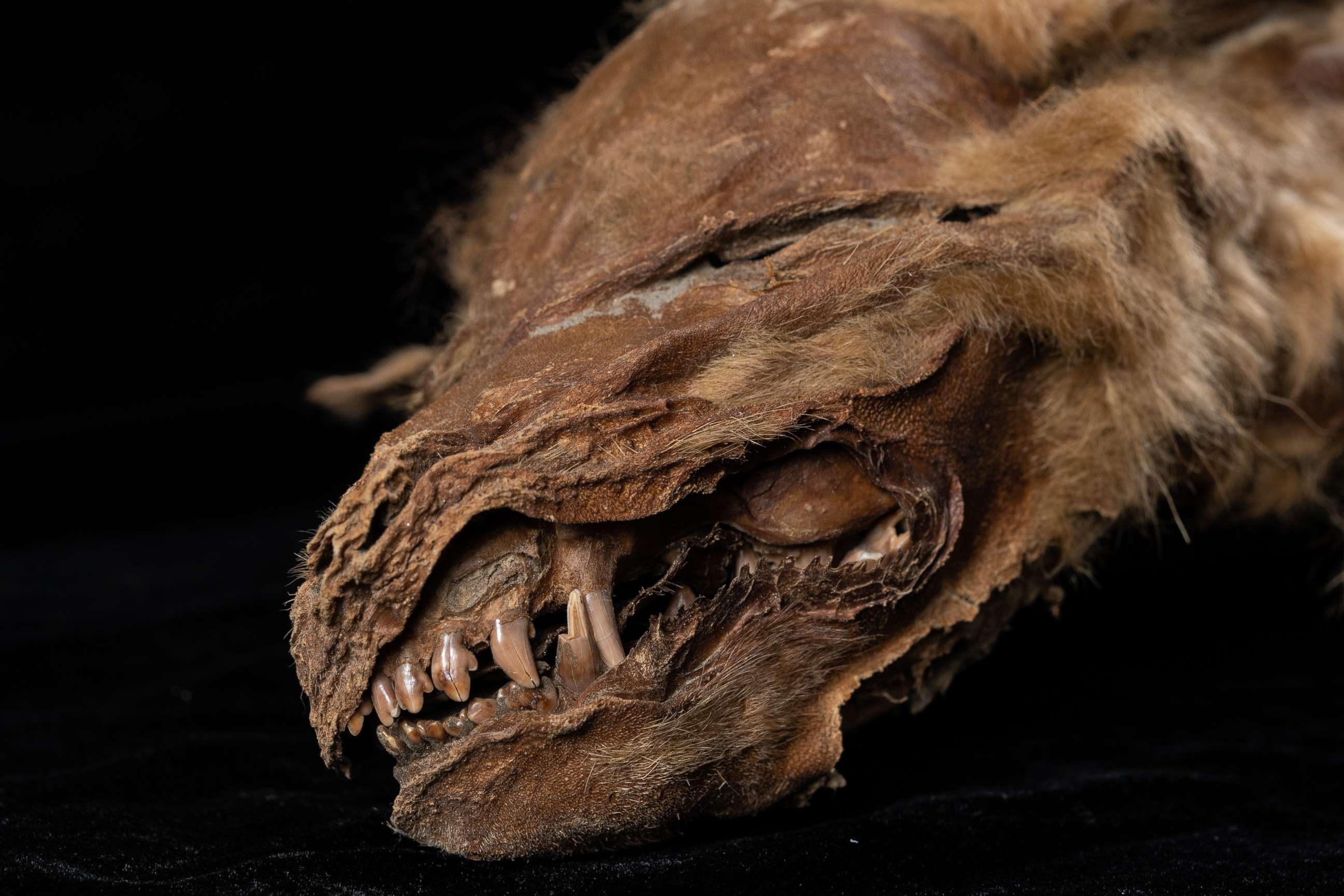 PHOTO: Mummified Wolf Pup found in frozen mud in Yukon, Canada.