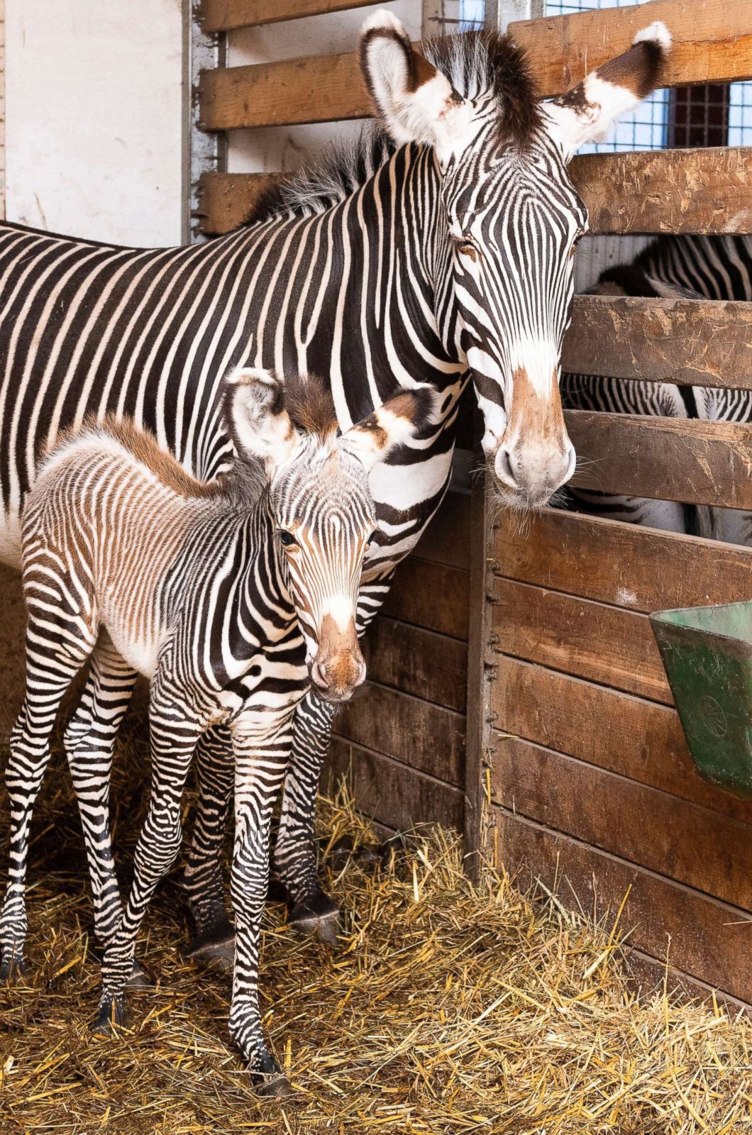 Baby zebra hangs with its mom