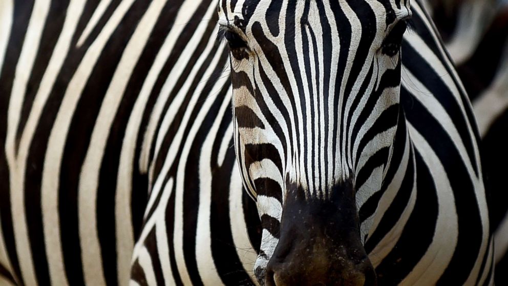 VIDEO: Researchers dressed up horses to look like zebras to prove that stripes serve as an insect repellant.