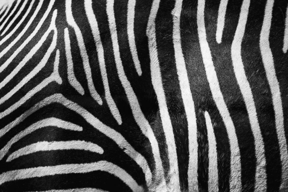 PHOTO: Close up detail of the black and white stripes on a Grevy's zebra photographed at the Marwell Zoo, Aug. 4, 2016.