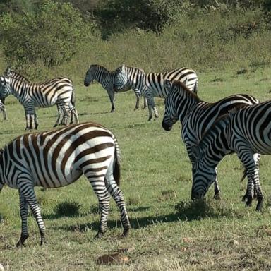 The South African nation is experiencing its “worst drought in 100 years,” according to the Ministry of Environment.