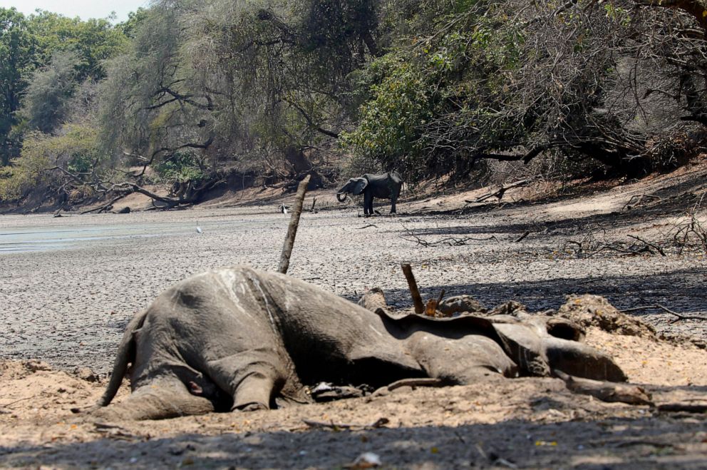 PHOTO: The carcass of an elephant lies on the edges of a dried up pool that has been a perennial water supply in Mana Pools National Park, Zimbabwe, Oct. 27, 2019. Elephants, zebras, hippos, and other wildlife are stressed by the drought.
