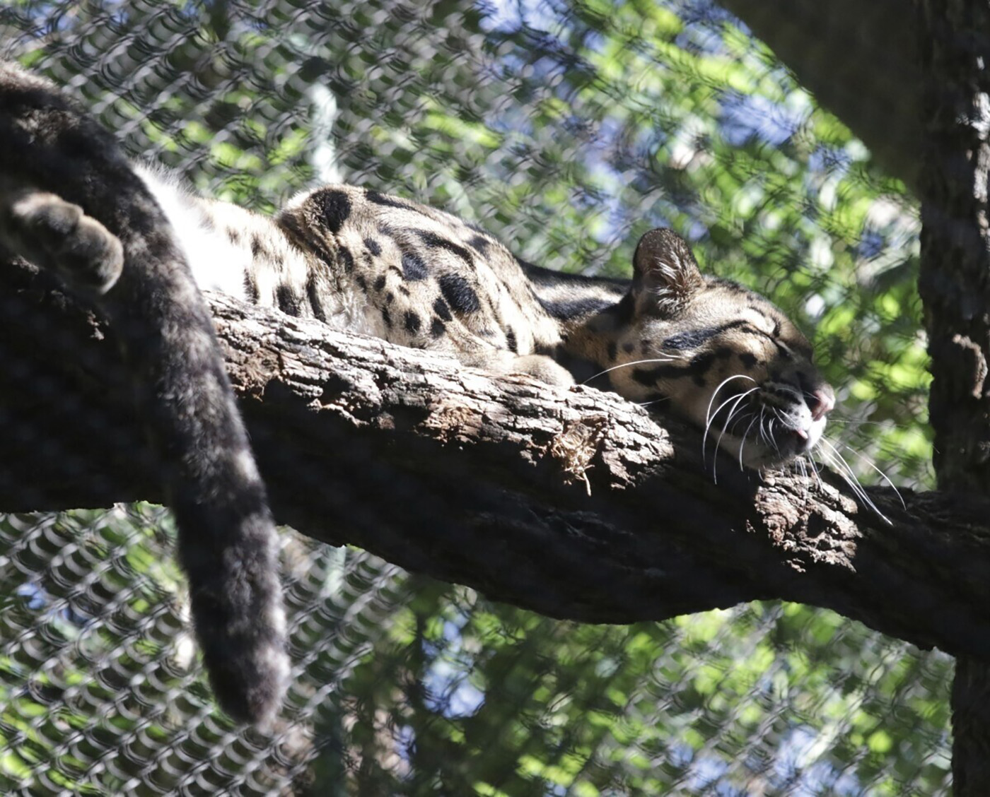 PHOTO: A clouded leopard named Nova rests on a tree limb in an enclosure at the Dallas Zoo. Nova went missing on Friday, Jan. 13, 2023 and the zoo was shut down as a result.