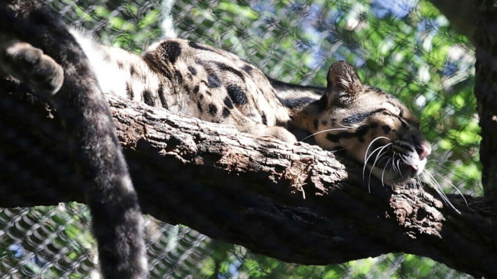 PHOTO: A clouded leopard named Nova rests on a tree limb in an enclosure at the Dallas Zoo. Nova went missing on Friday, Jan. 13, 2023 and the zoo was shut down as a result.