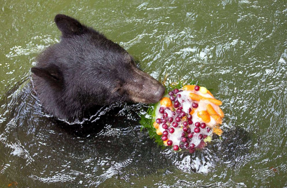 PHOTO: A black bear swimming in a pool inspects an ice cake with fuit and vegetables to cool off from temperatures around 95 degrees Fahrenheit on July 25, 2018 at the zoo in Osnabrueck, northern Germany.