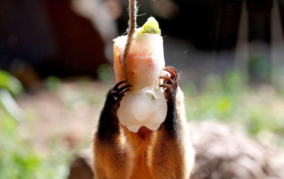 PHOTO: A South American coati holds a piece of frozen watermelon during the hot weather in Biopark zoo in Rome, Aug. 2, 2018.