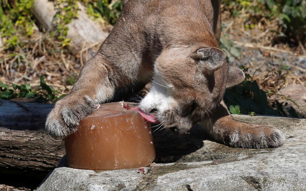 PHOTO: A Puma cools off with an ice cube containing frozen meat juice at the Zoo of Vincennes in Paris, Aug, 2, 2018.