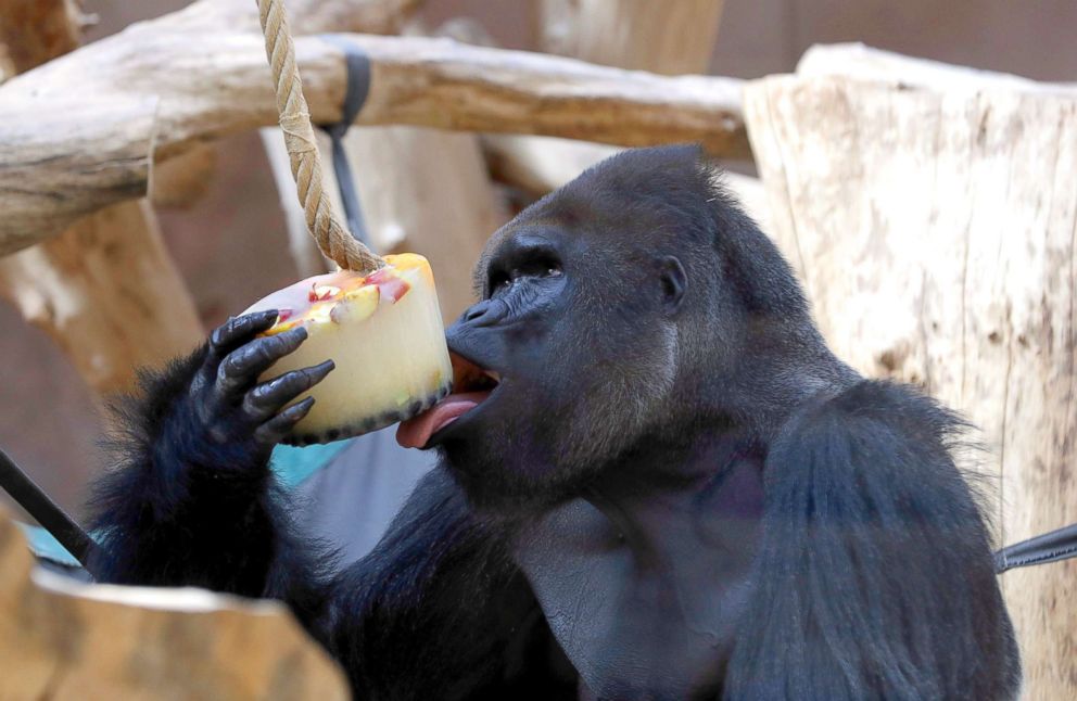 PHOTO: Western lowland gorilla Richard licks ice cream, prepared from fruits, for the gorillas to cool down during a heat wave at Prague Zoo, Czech Republic, Aug. 6, 2018.