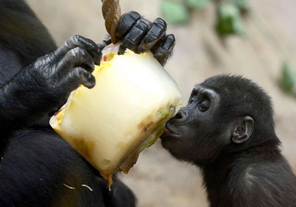 PHOTO: A young western lowland gorilla Richard eats frozen fruits in its enclosure at Prague Zoo on Aug. 6, 2018 as the heat wave in Europe continues.