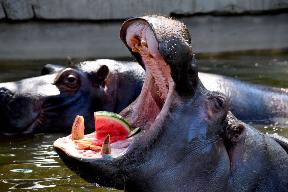 PHOTO: A hippopotamus eats frozen watermelon to cool off at the "Bioparco" zoo during a heat wave on July 25, 2018 in Rome.