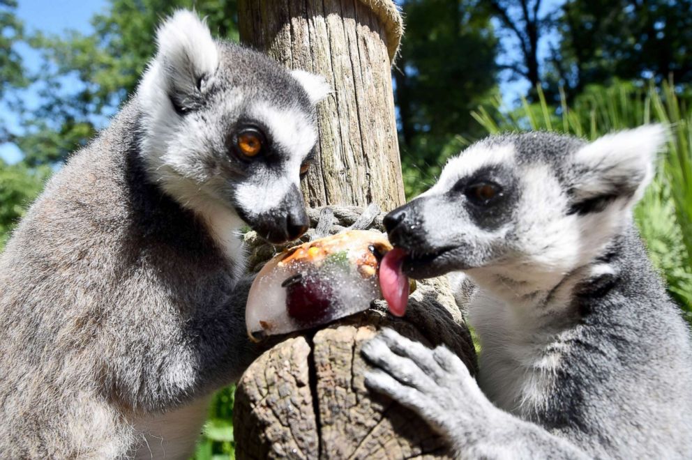 PHOTO: Ring-tailed Lemurs cool off on a snack of frozen fruits at the Zoo in La Fleche, northwestern France, Aug. 3, 2018.