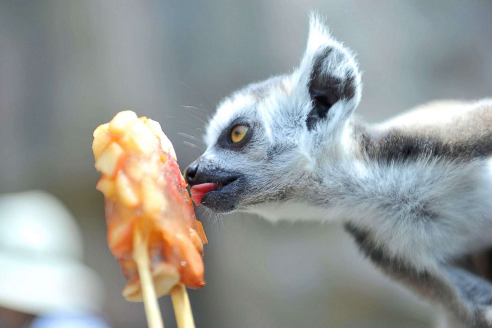 PHOTO: Lemurs enjoy popsicles at the Qingdao Forest Wildlife World in Qingdao, China, July 30, 2018.
