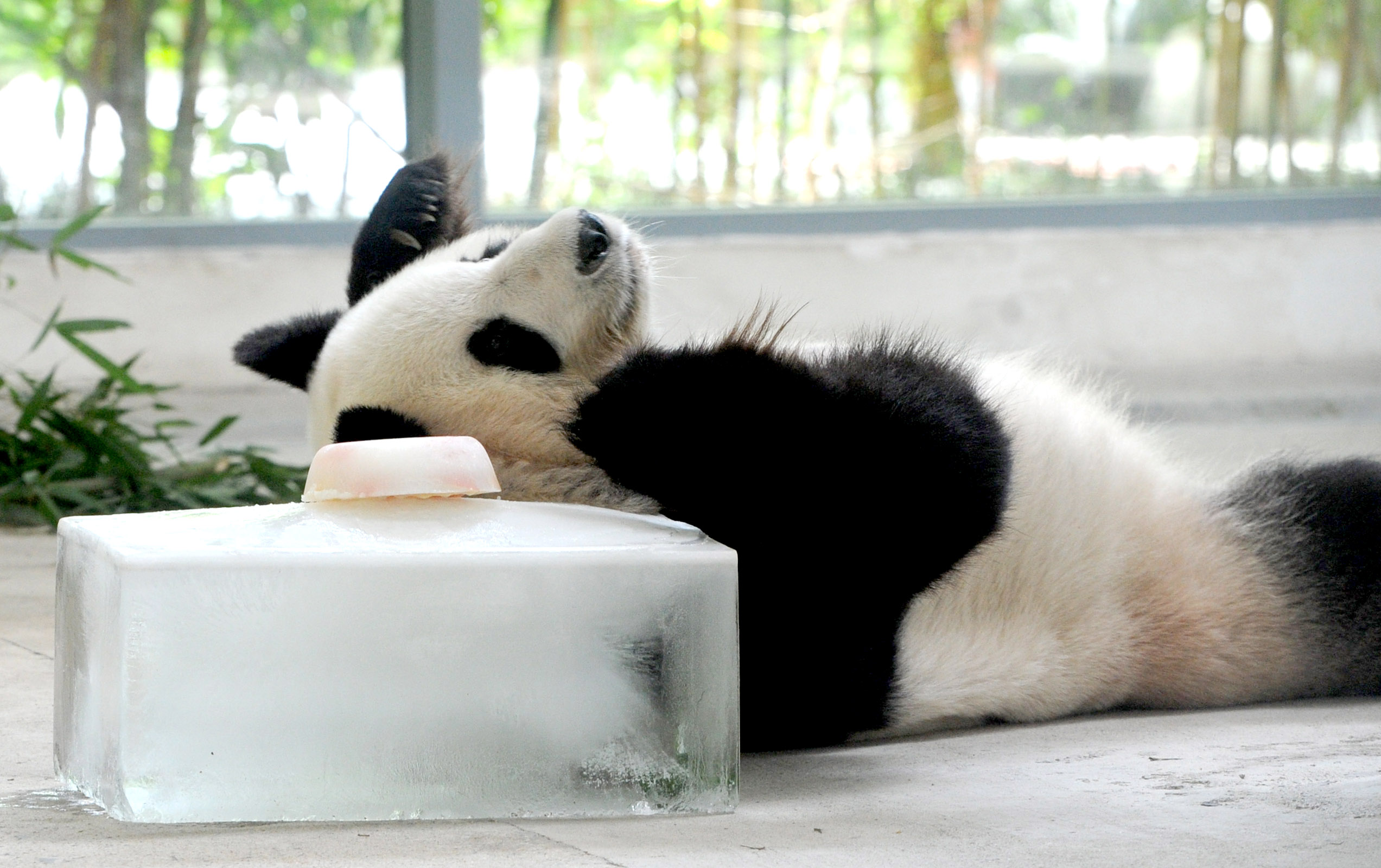PHOTO: A giant panda gets an icy treat to cool off from the hot weather at Suzhou Taihu Lake National Wetland Park in Suzhou, east China's Jiangsu Province, July 27, 2018.