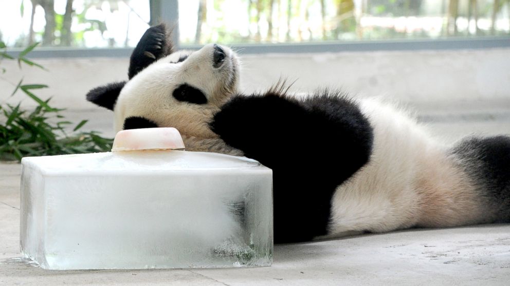 PHOTO: A giant panda gets an icy treat to cool off from the hot weather at Suzhou Taihu Lake National Wetland Park in Suzhou, east China's Jiangsu Province, July 27, 2018.