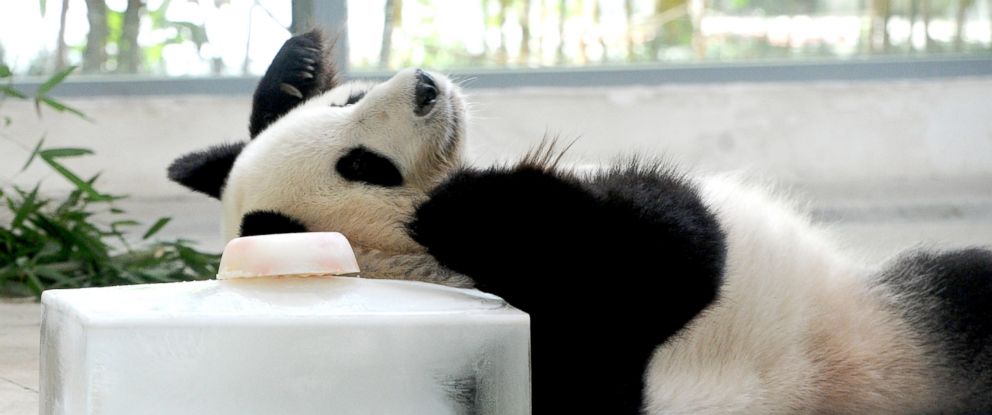 Frozen Treats Porn - Europe is sizzling, but these adorable zoo animals beat the ...