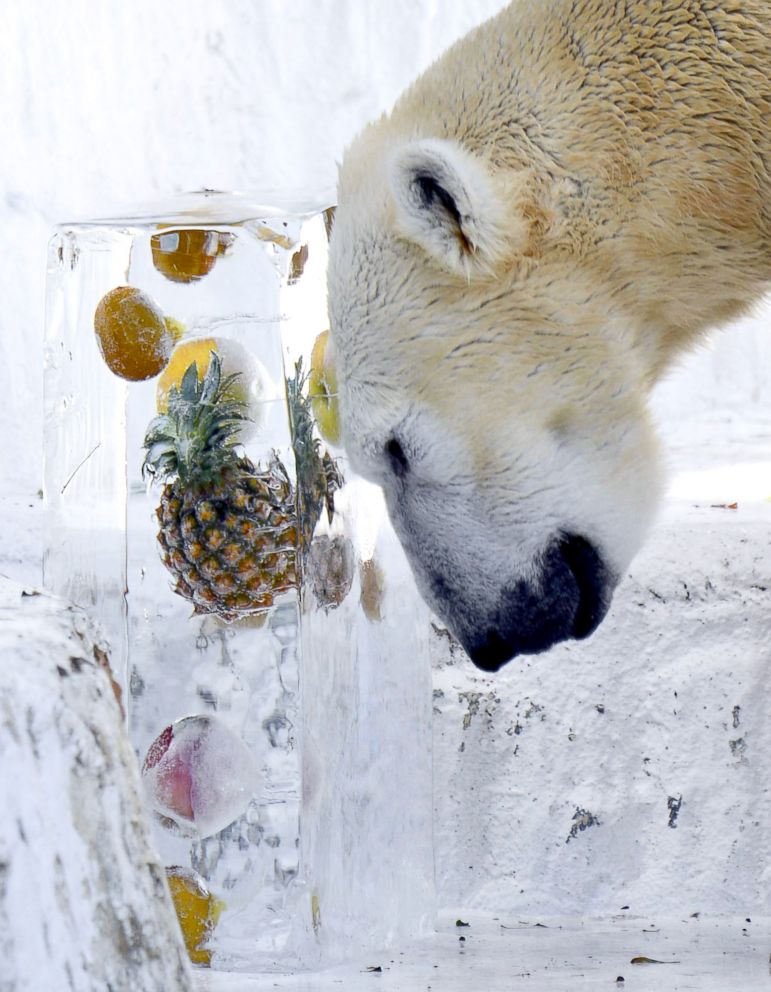 Europe is sizzling, but these adorable zoo animals beat the heat with  frozen treats - ABC News