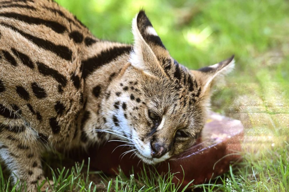 PHOTO: A serval eats a frozen treat with syrup and chicken to cool off during a heat wave, at the La Fleche zoo, northwestern France, on Aug. 3, 2018.