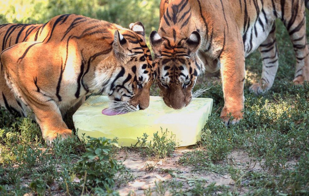 PHOTO: The zoo keeper provides giant ice blocks for Siberian tigers to beat the heat at a zoo in Shenyang, northeast China's Liaoning Province, July 27, 2018.