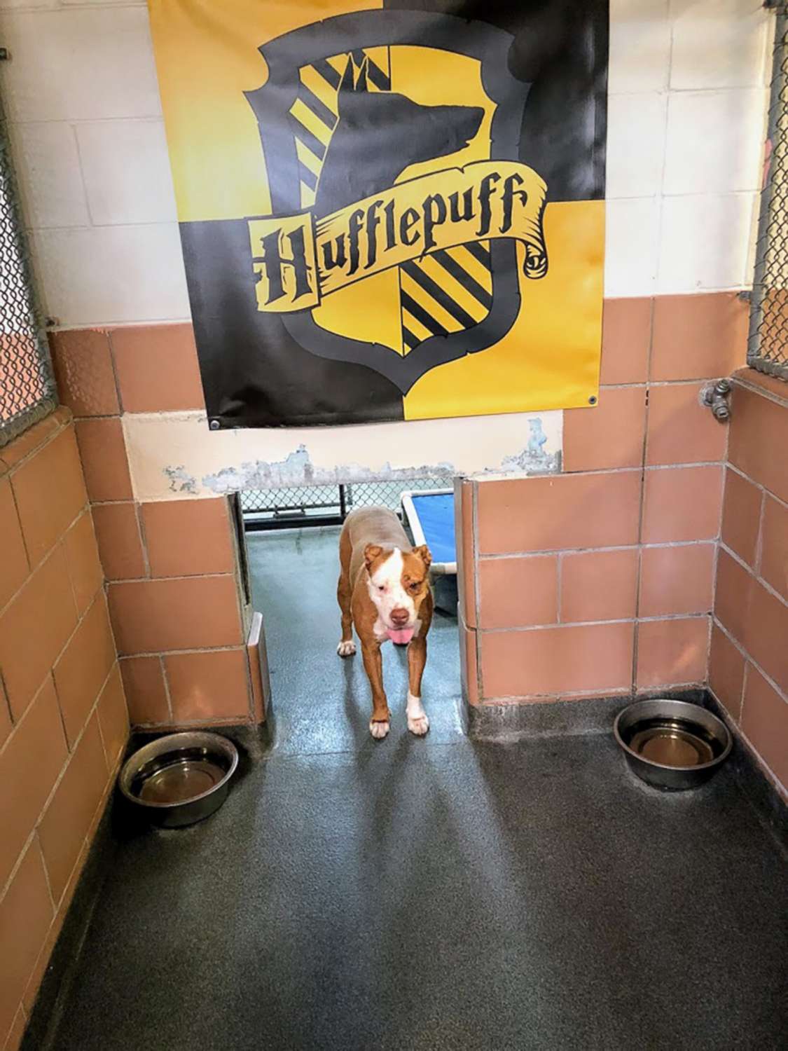 PHOTO: A dog in the Hufflepuff house is photographed at the Pet Alliance of Greater Orlando.