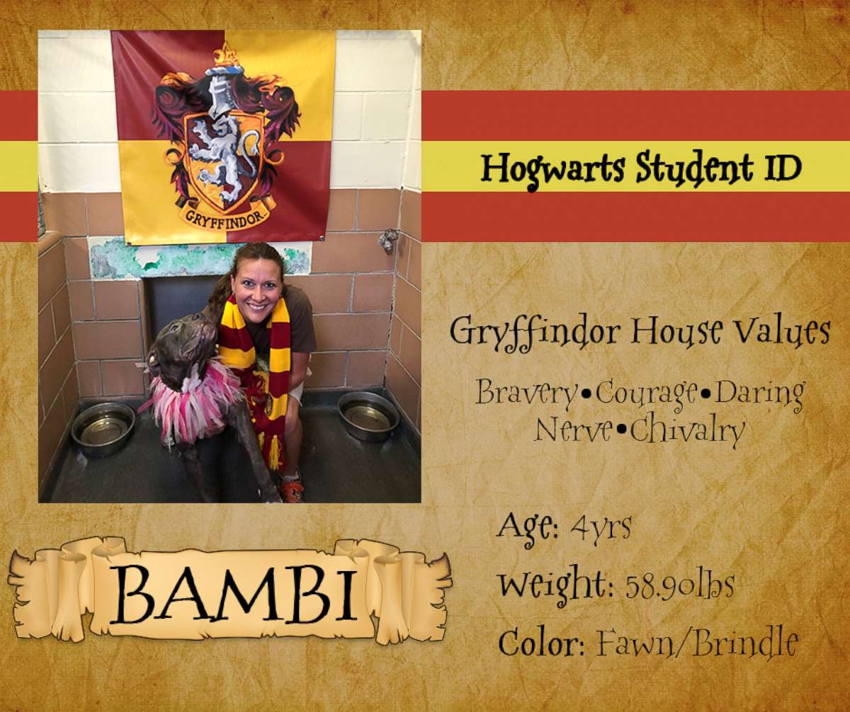 PHOTO: An ID card for a dog in the Gryffindor house shows the house's values of bravery, courage and more.