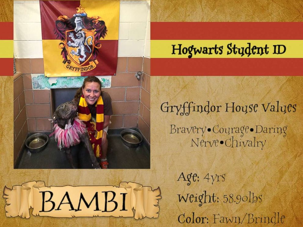 PHOTO: An ID card for a dog in the Gryffindor house shows the houses values of bravery, courage and more.