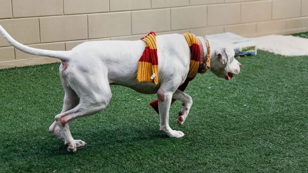 The Pet Alliance of Greater Orlando has sorted its adoptable dogs with a "Harry Potter" theme in mind. 
