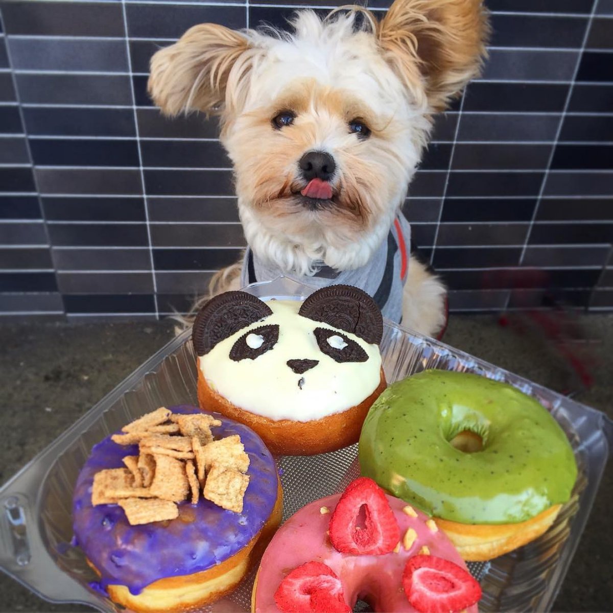 PHOTO: Popeye the Foodie Dog Loves Way More Than Just Spinach