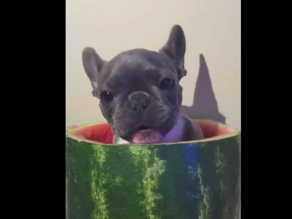 Can french store bulldogs eat watermelon