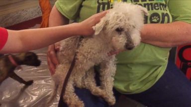 160706_gostream_aspca_16x9_384.jpg
